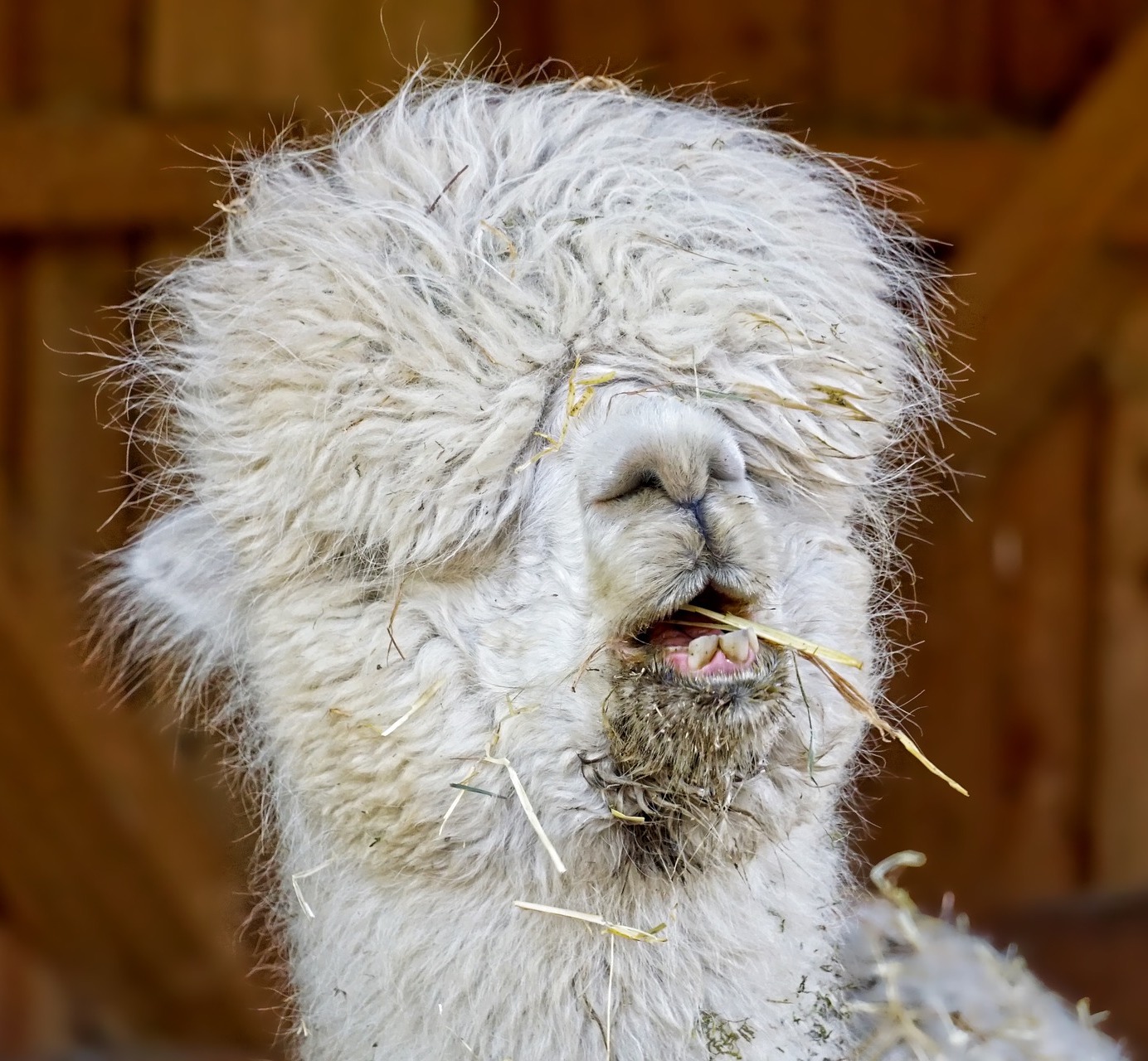 Home Doobie Lama Home Doobie Lama